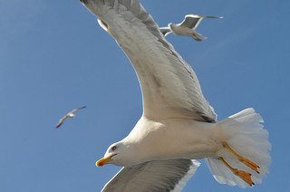 Attack of the sea gulls! / tombayly13