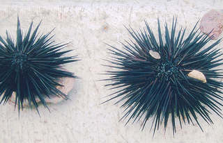 Sea urchin / shankaronline
